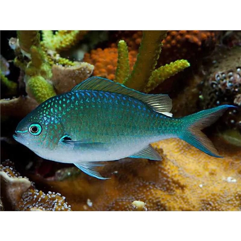 Chromis viridis (Blue Green Damsel) - imagine 4